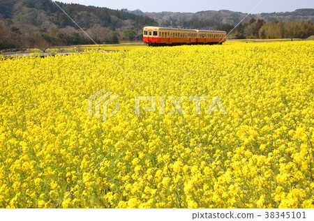 Kominato鐵路和油菜花 Kominato鐵路和油菜花 38345101
