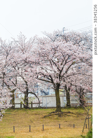 Sakura cherry blossom tree park Sakura cherry blossom tree park 38345256