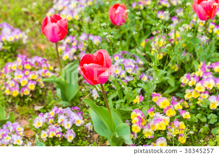 Red tulip in flower garden Red tulip in flower garden 38345257