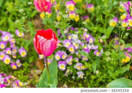 Red tulip in flower garden Red tulip in flower garden 38345258