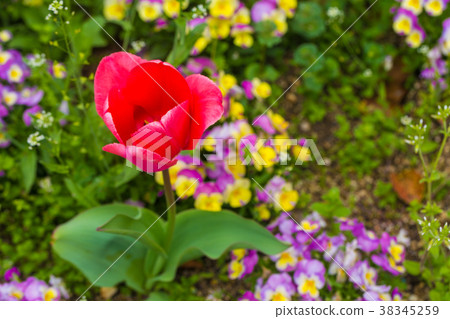 Red tulip in flower garden Red tulip in flower garden 38345259