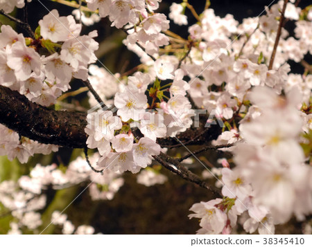 Cherry blossoms at night 38345410