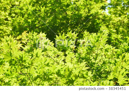 Green leaves exposed to sunlight (Hirosaki Park / Hirosaki City, Aomori Prefecture) 38345451