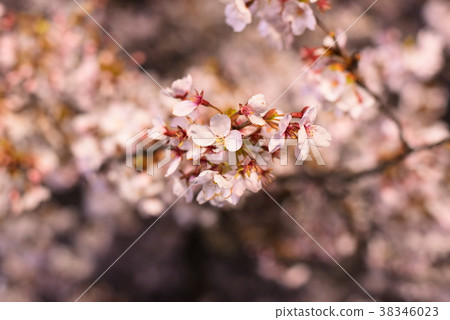 cherry blossom, cherry tree, cherry blossoms at night 38346023