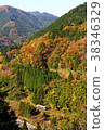 Autumn leaves of tree line 3 38346329