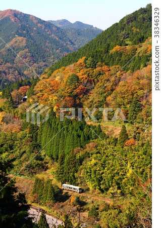 樹線秋葉3 38346329