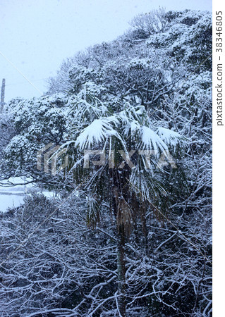Snow scene in the Sea of Japan (Fukui Prefecture / Takahama Town) 38346805