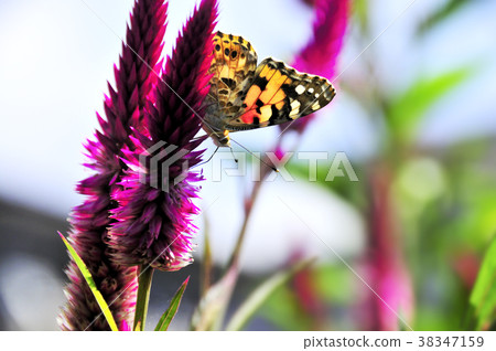 Flower and butterfly Flower and butterfly 38347159