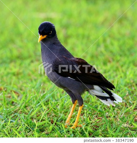 新加坡的象徵鳥。 38347190