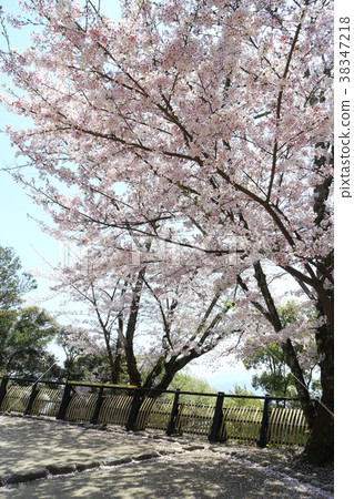松山城老城Kuchijo路在春天 松山城老城Kuchijo路在春天 38347218