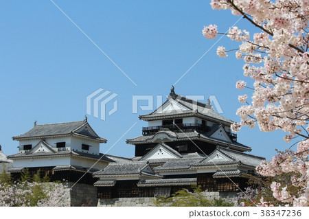 Cherry blossoms in full bloom and Matsuyama castle Cherry blossoms in full bloom and Matsuyama castle 38347236