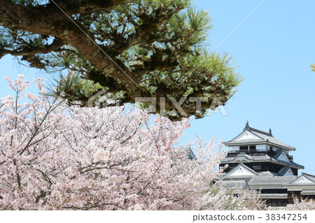 Cherry blossoms in full bloom and Matsuyama castle 38347254