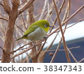 白眼，mejiro，野鳥， 38347343