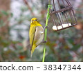 白眼，白眼，野鳥，白眼吃鳥蛋糕 38347344