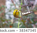 白眼，白眼，野鳥，白眼吃鳥蛋糕 38347345