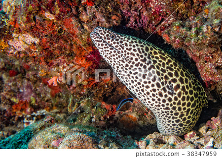 leopard eel mooray portrait 38347959