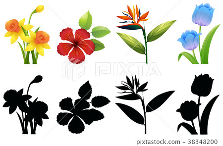 Four types of flowers on white background 38348200