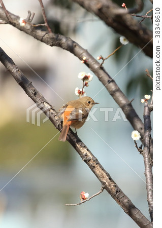 Plum tree and Jobitaki female Plum tree and Jobitaki female 38348610