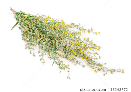 Sagebrush on white background Sagebrush on white background 38348772