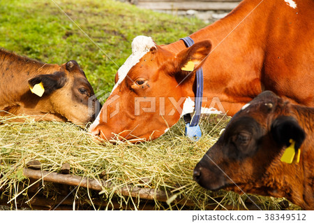Cows in farm Cows in farm 38349512