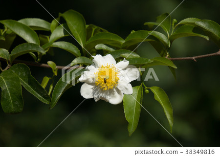 Fried Egg Tree or Oncoba spinosa Forssk. Fried Egg Tree or Oncoba spinosa Forssk. 38349816