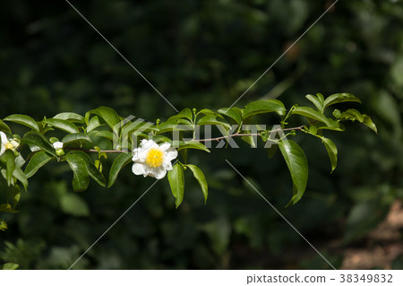 Fried Egg Tree or Oncoba spinosa Forssk. Fried Egg Tree or Oncoba spinosa Forssk. 38349832