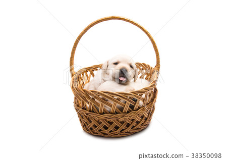 labrador puppies isolated labrador puppies isolated 38350098