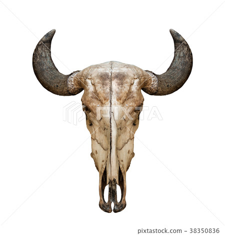 Buffalo skull or caw isolated on white background 38350836
