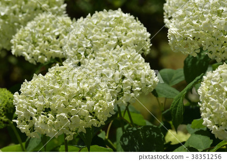 Mi Murotoji Ajiji寺 38351256