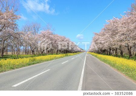 秋田縣油菜花加載櫻花樹 38352086