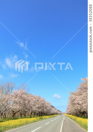 秋田縣油菜花加載櫻花樹 38352088