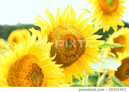 sunflower sunflower 38352451