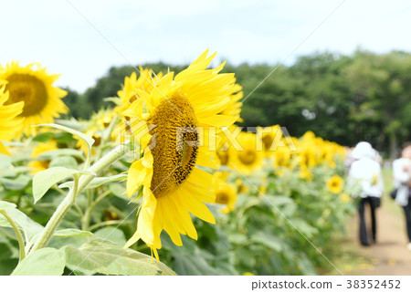 sunflower sunflower 38352452
