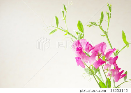 Pink sweet pea 38353145
