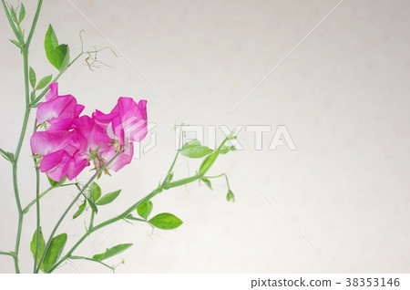 粉紅甜豌豆 38353146