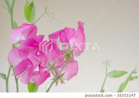 Pink sweet pea (close up) 38353147