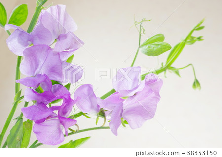 淡紫色甜豌豆（特寫） 38353150