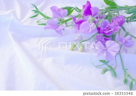 Light purple sweet pea on the sheets Light purple sweet pea on the sheets 38353348