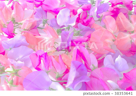 One side of sweet pea flower 38353641