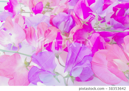 甜豌豆花的一面（特寫） 38353642