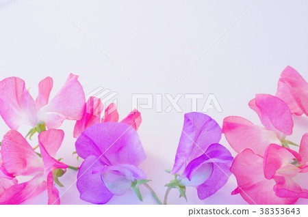 Sweet pea flowers 38353643