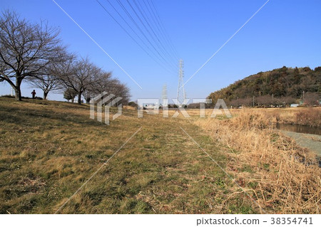 神奈川縣藤澤市Hijirigawa櫻花樹 38354741