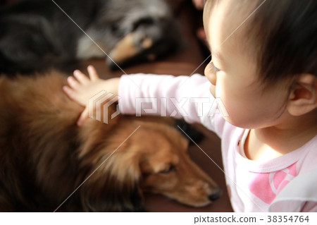 1 歲女孩撫摸狗狗迷你臘腸犬 1 歲女孩撫摸狗狗迷你臘腸犬 38354764