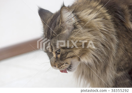 Maine Coon at tilted his head stuck out his tongue Maine Coon at tilted his head stuck out his tongue 38355292