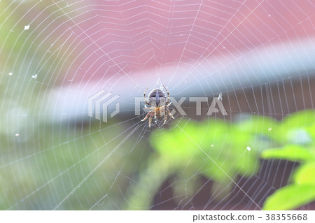 Spider on outdoor spider web Spider on outdoor spider web 38355668