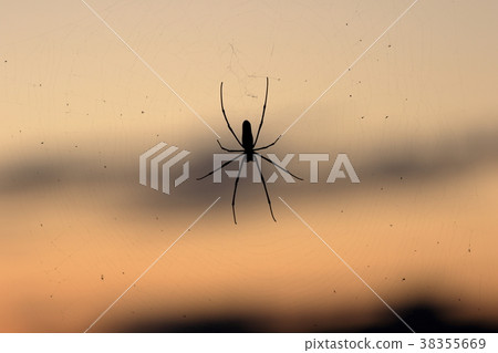 Spider on the background of the dusk Spider on the background of the dusk 38355669