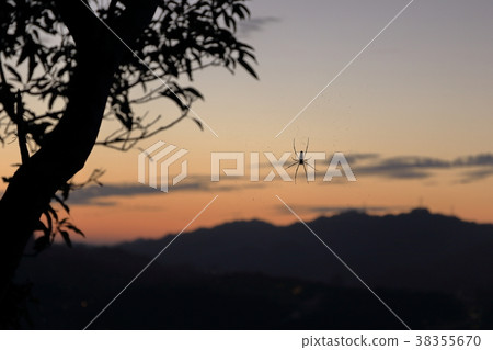 Spider on the background of the dusk Spider on the background of the dusk 38355670