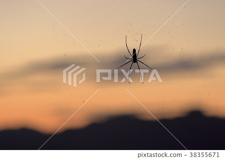 黃昏背景下的蜘蛛 38355671