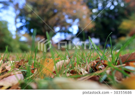 View of the ground and the scenery of deciduous leaves 38355686