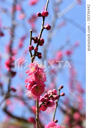 Ume (Sweet plum) Ume (Sweet plum) 38356442